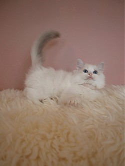 Seal Lynx Bicolour Girl (Reserved)