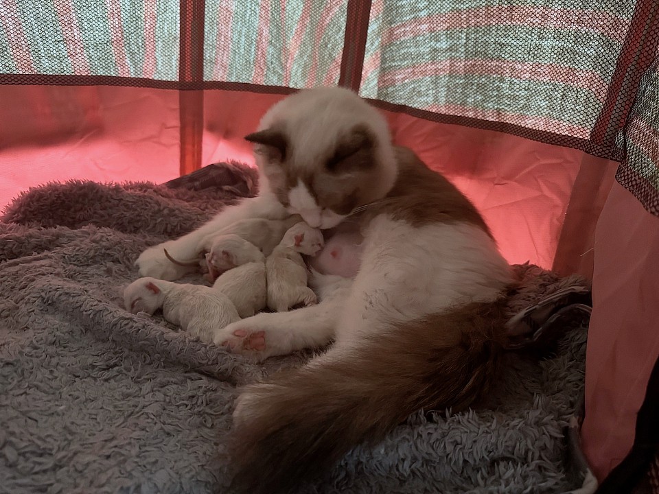 Camika & fur-babies
