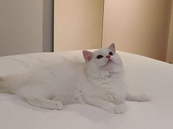 Petteo Peach Clafoutis - Blue Tortie Lynx Bicolour