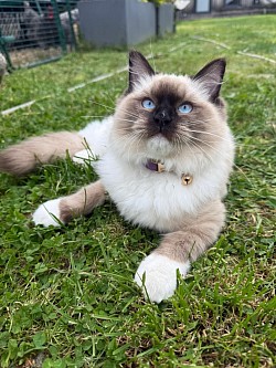 Willow - Seal Point Mitted