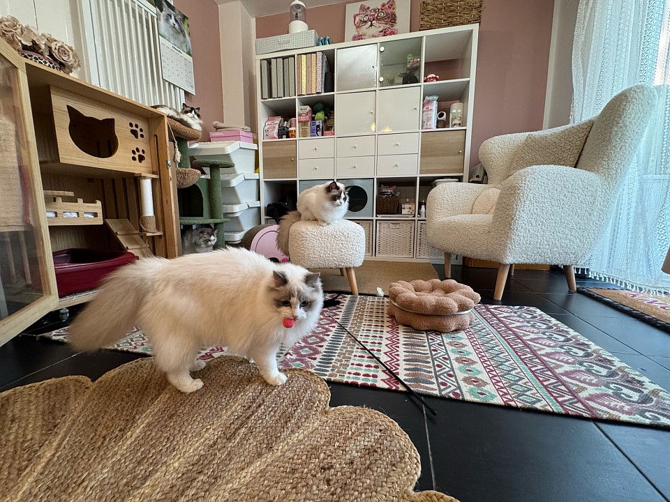 Petteo Ragdoll Kings and Queens