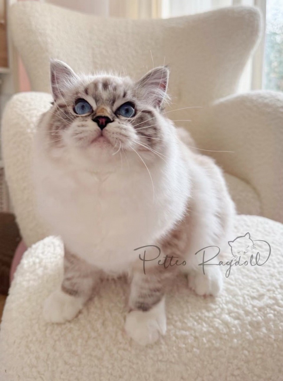 Diana ( Seal Lynx Mitted)