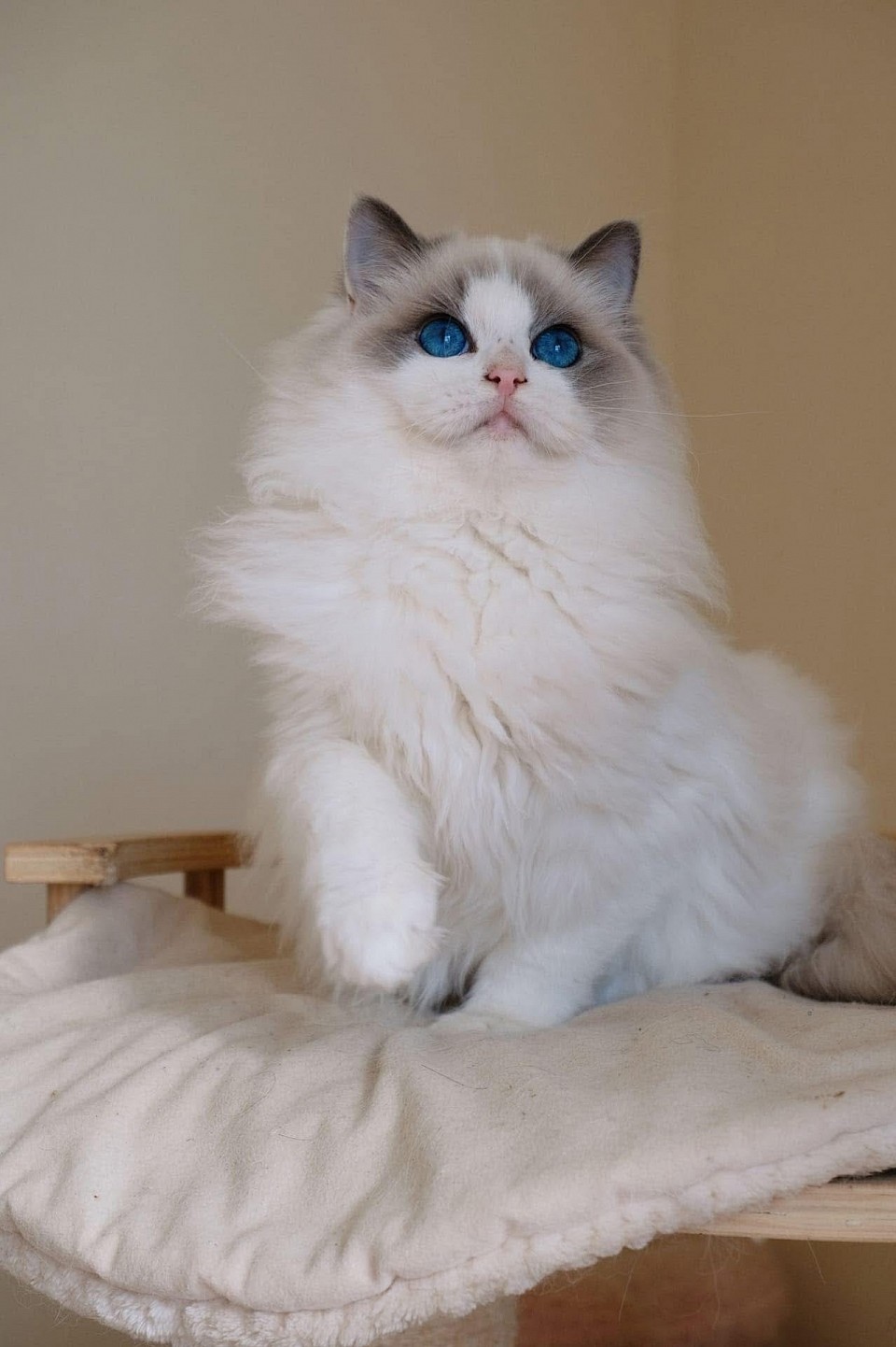 Elsa ( Blue Bicolour)