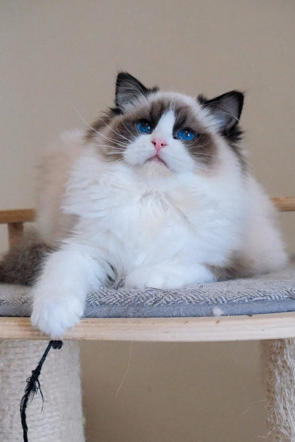 Barbie ( Seal bicolour)