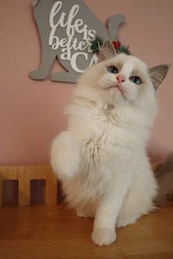 Seal Lynx Bicolour Girl (Reserved)