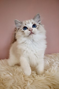 Seal Lynx Bicolour Girl ( Reserved )