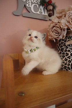 Seal Lynx Bicolour Boy