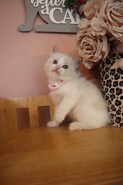 Seal Lynx Bicolour Girl