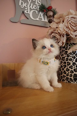 Seal Lynx Bicolour Girl