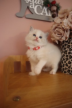 Seal Lynx Bicolour Girl