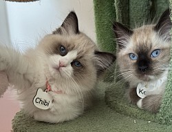 Petteo Chibi & Kenji