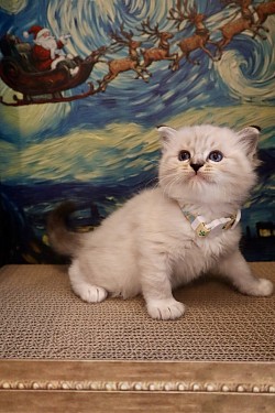 Seal Lynx Mitted Boy