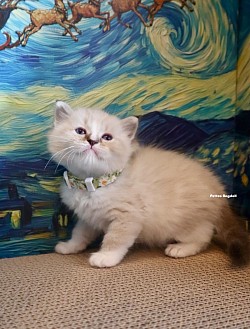 Seal Lynx Mitted Boy