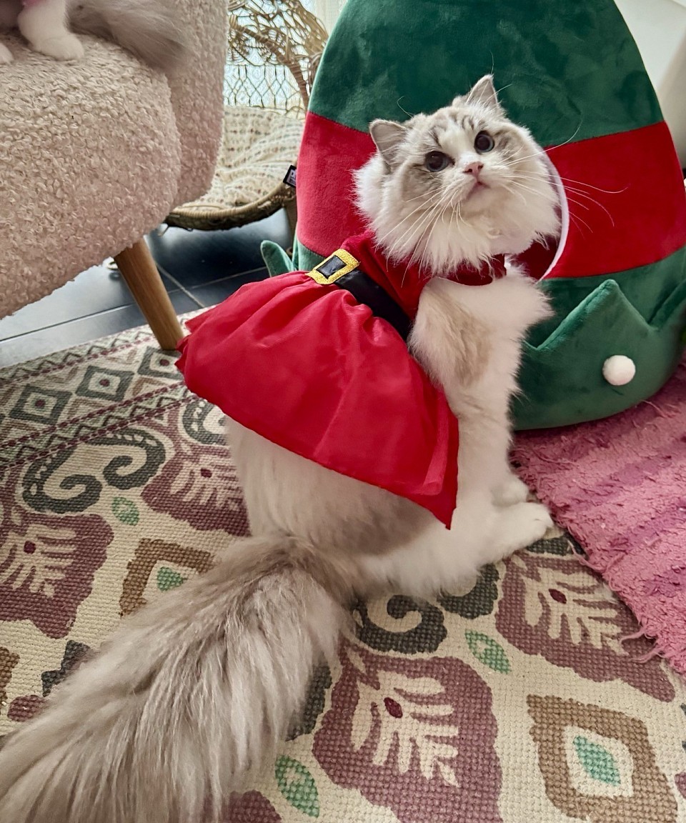 Remy - Seal Lynx Bicolour