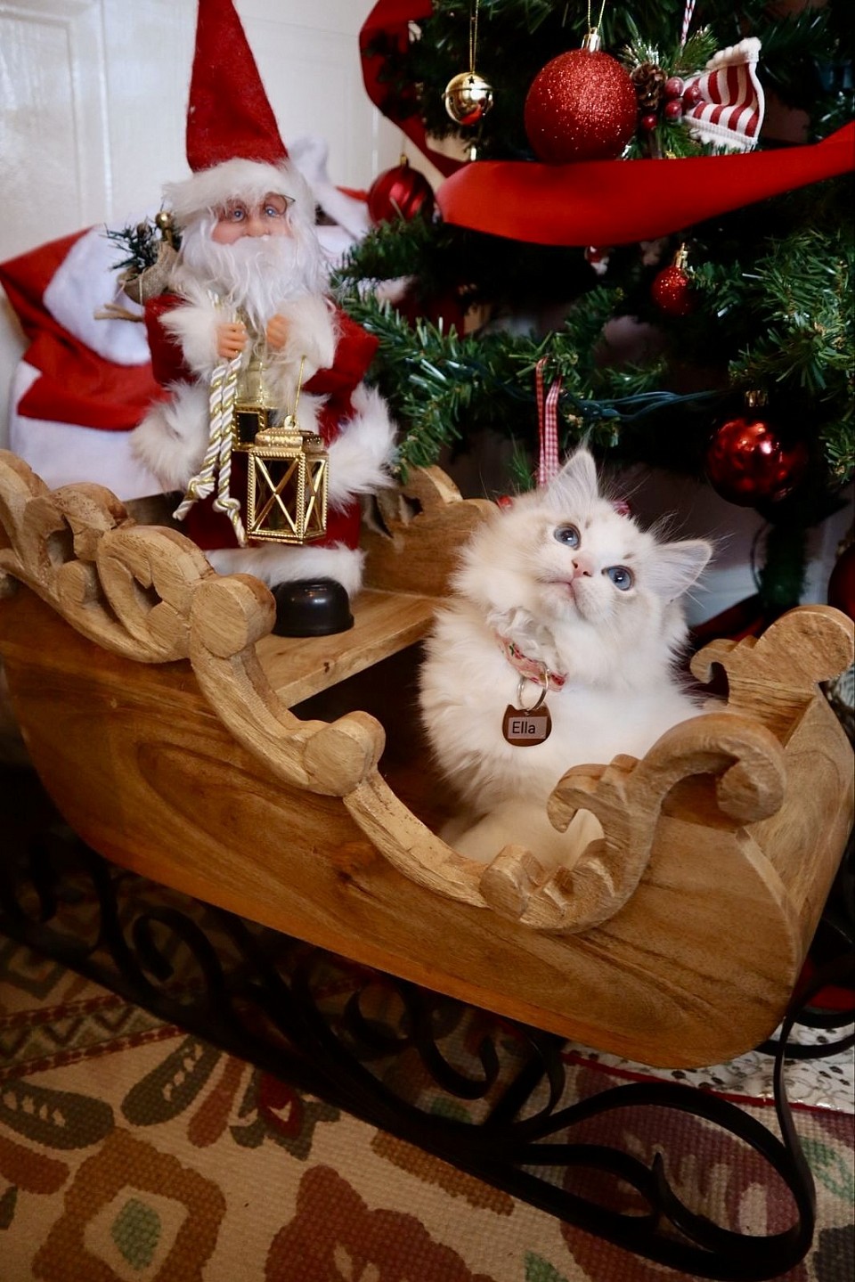 *Regardless of pick order, every adopter gets a kitten with a sweet and loving temperament. I will never have a kitten who isn’t friendly.  Adopters who have chosen a pet quality have been thrilled with their kittens!