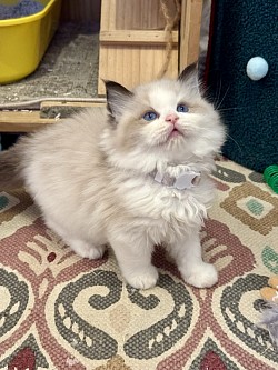 4. Seal Bicolour Boy (Reserved)