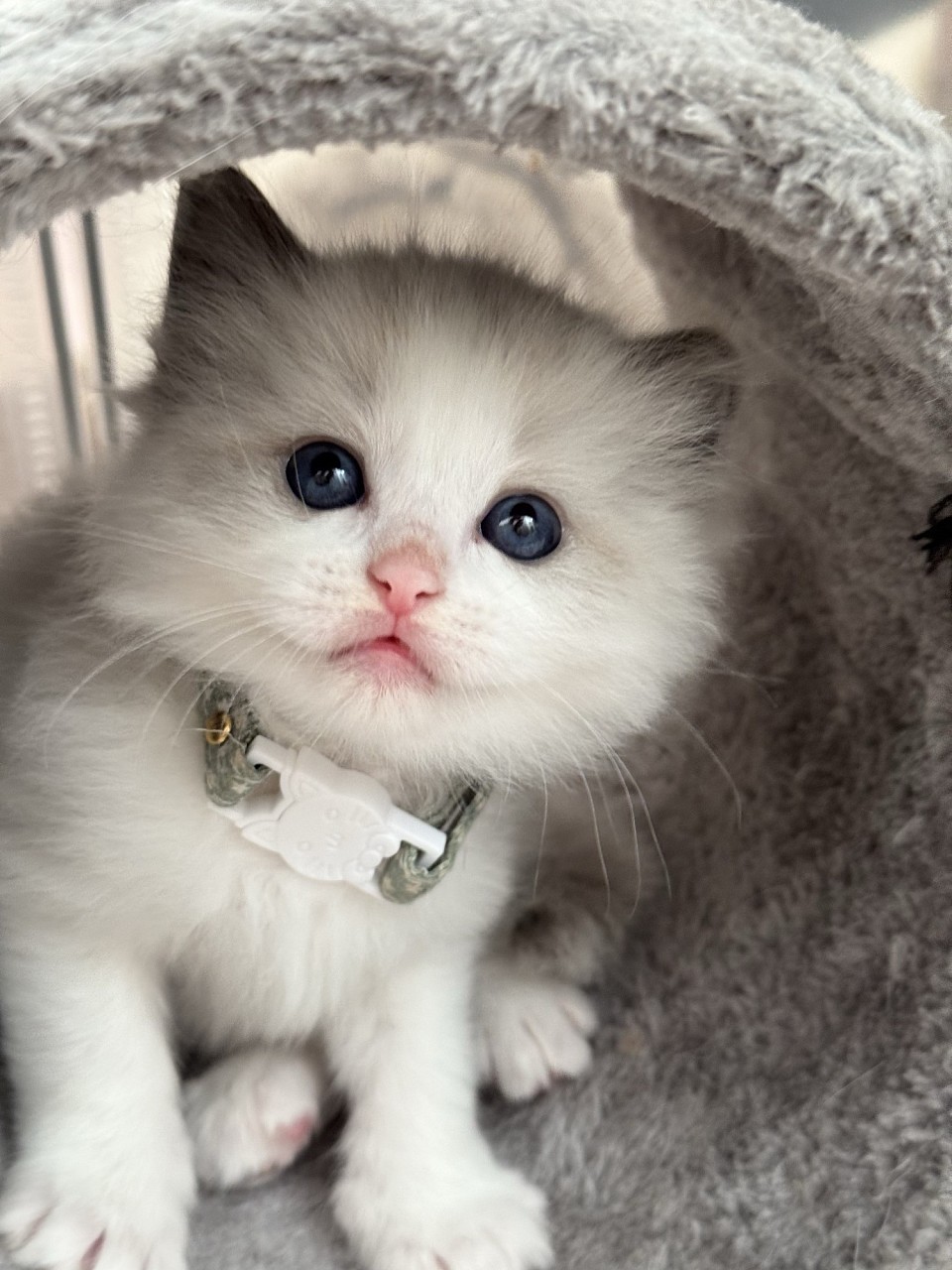 Each kitten is raised with patience, care, and close observation.