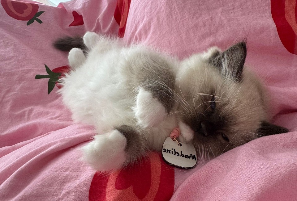 Selection is guided by temperament, not speed.