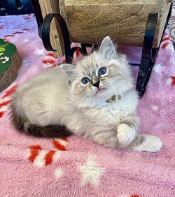 1. Seal Lynx Mitted Boy (Reserved)