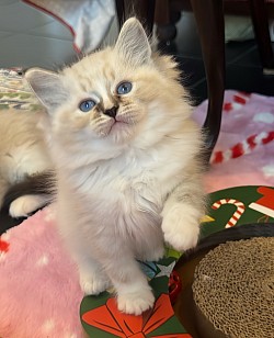 2. Seal Lynx Mitted Boy (Reserved)