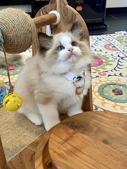 3. Seal Bicolour Boy (Reserved)