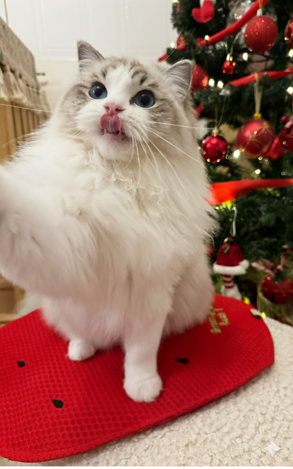 Petteo Bambina Legecy