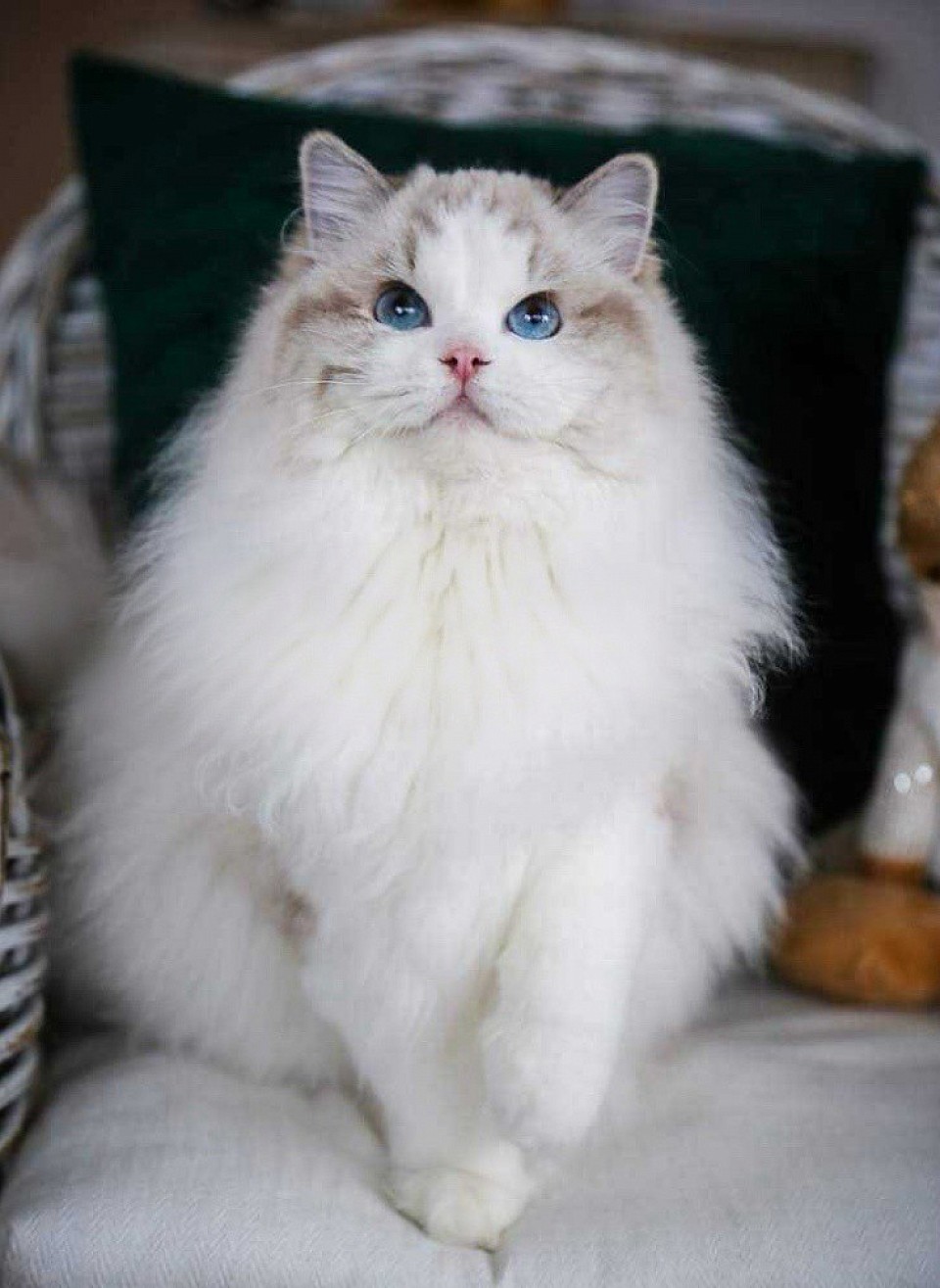 Ragissa Dolce Bambina