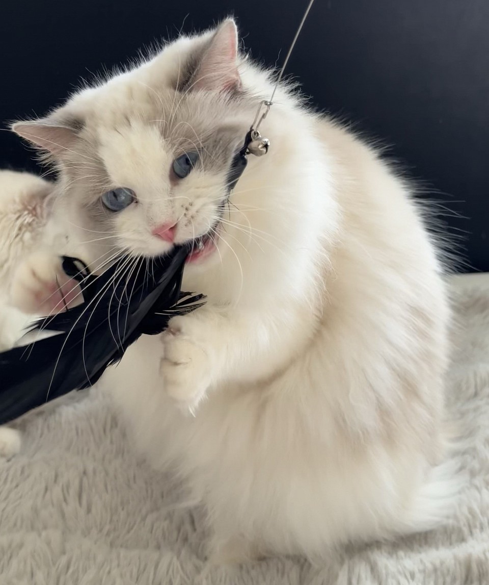 Petteo Camellia Bloom - Caught a glimpse! You can spot her rare cream markings right under her ear in this shot.