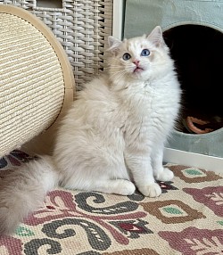 Cobalt （Reserved)