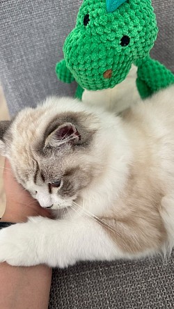 Kobi