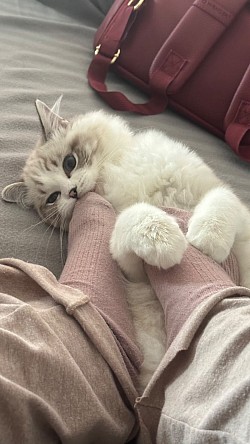 Petteo Kobi
