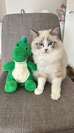 Petteo Kobi