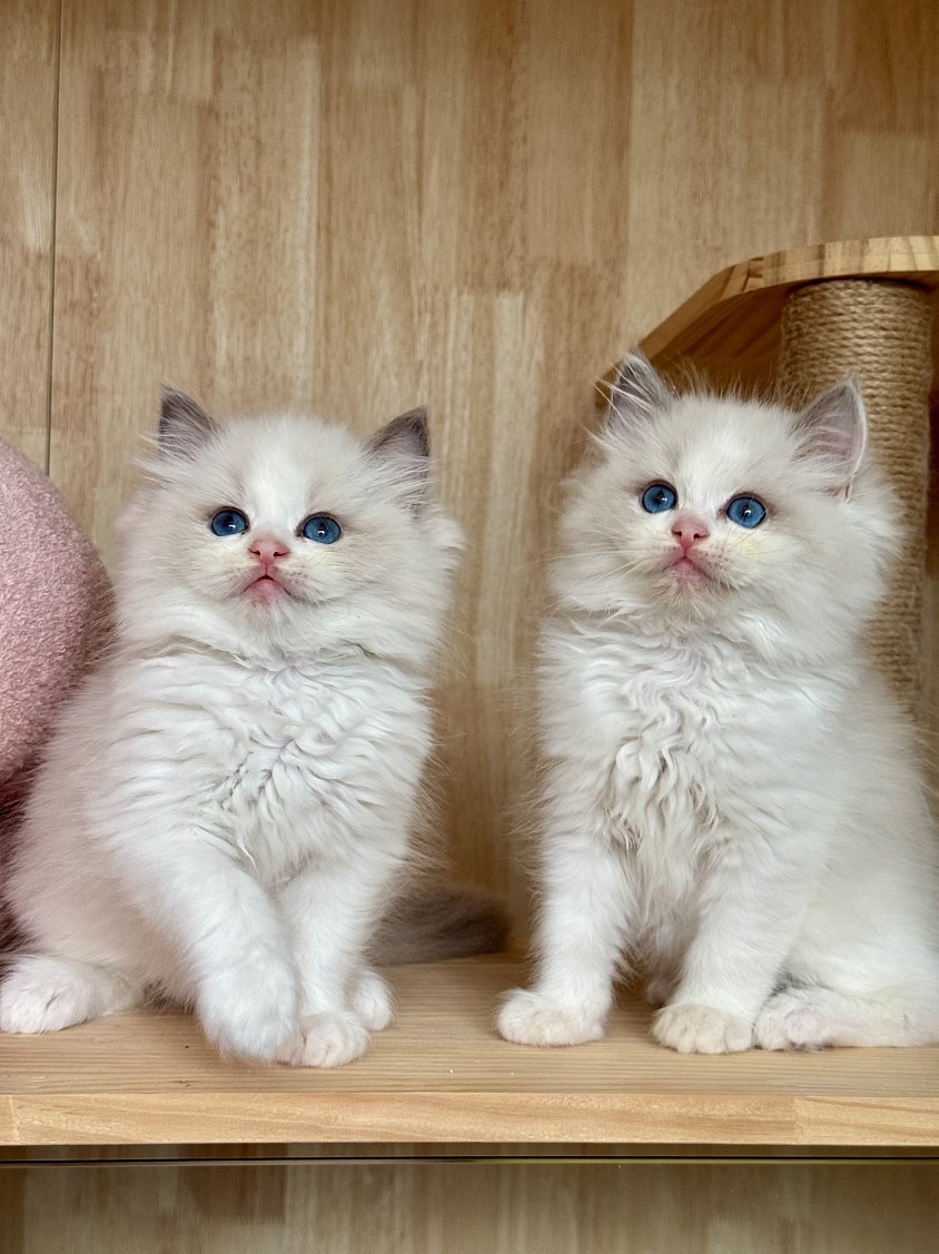 Bloom’s babies 3 months old