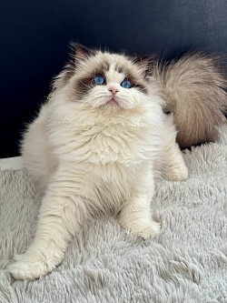 5 months old