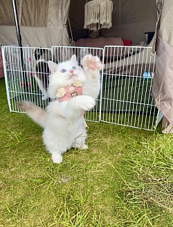 Our unique kitten