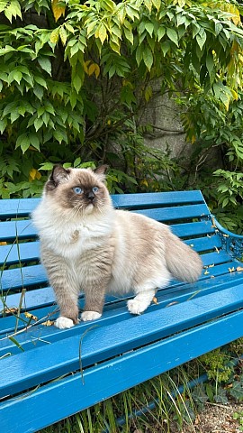 Petteo Miss Madeleine