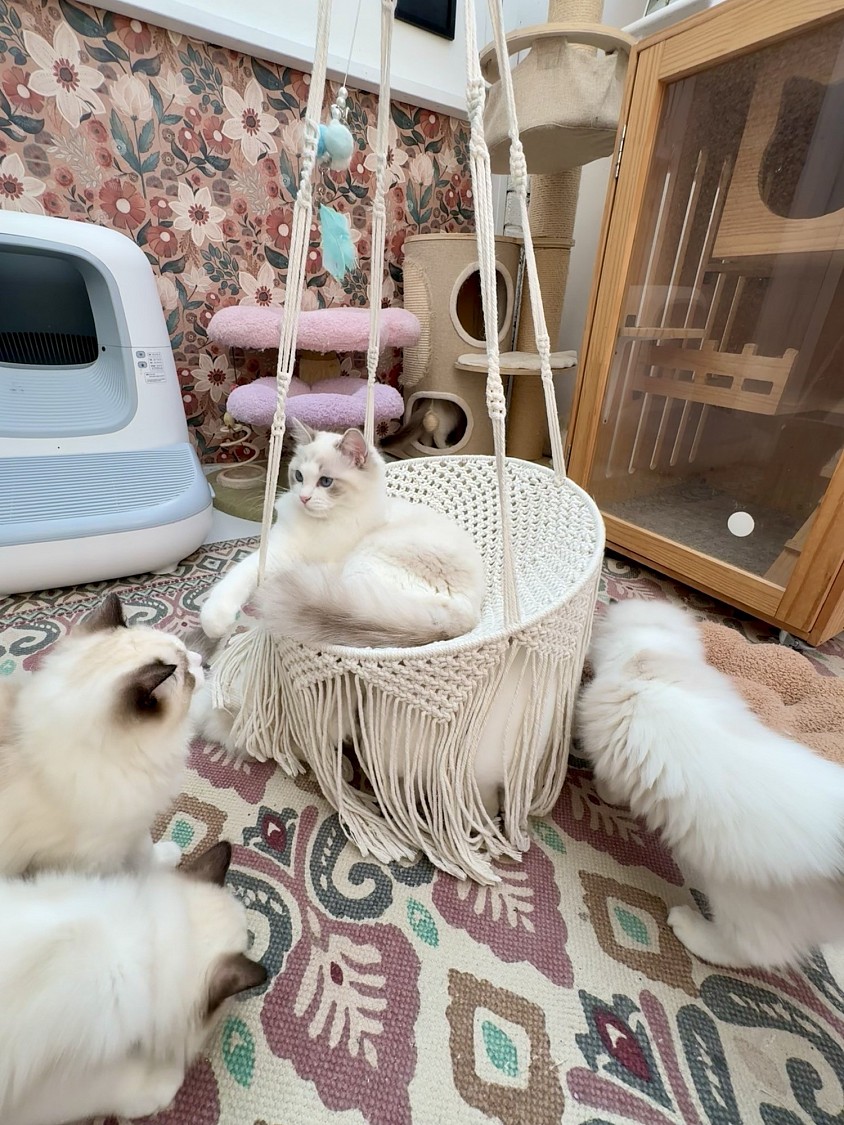 Each kitten is raised with patience, care, and close observation.