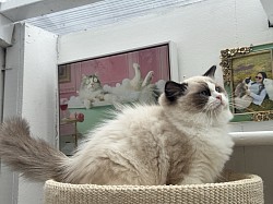 Seal Bicolour - Kitten A