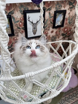 Seal Lynx Bicolour - Kitten B