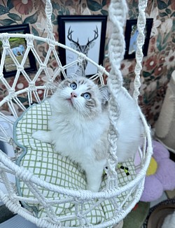 Seal Lynx Bicolour - Kitten B